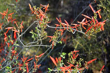 Penstemon, McDowell Mountain Regional Park, March 20, 2015